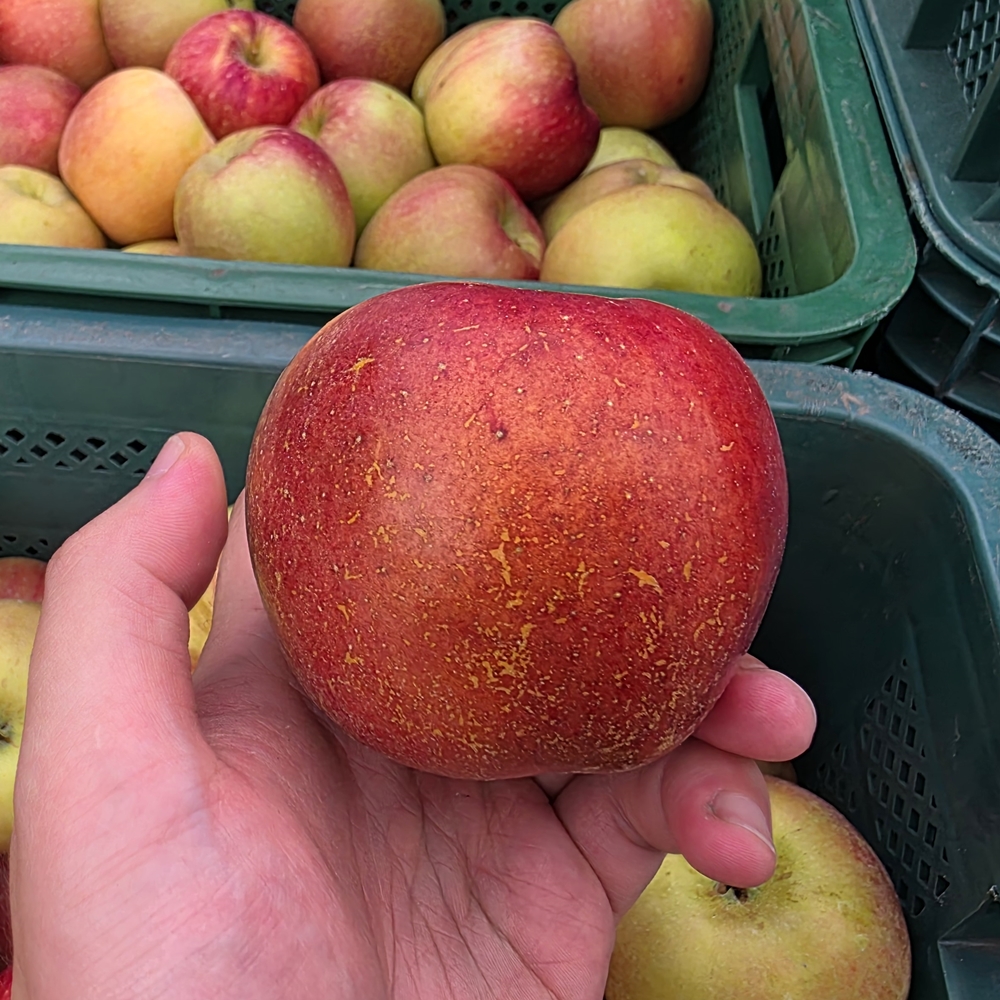 아리수사과 추가 이미지