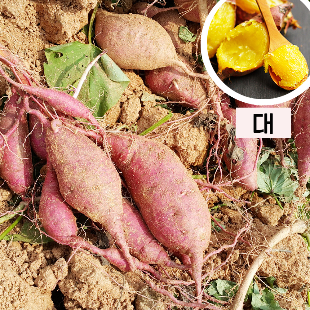 25년 햇고구마 해남 꿀 고구마 베니하루카 호박고구마 대, 5kg, 1개