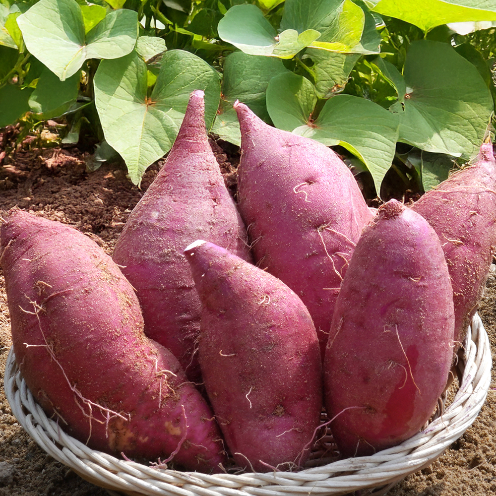 [최상품] 고구마 여주 꿀 베니하루카 밤 고구마 마사토 햇고구마 3kg 5kg 대표 이미지