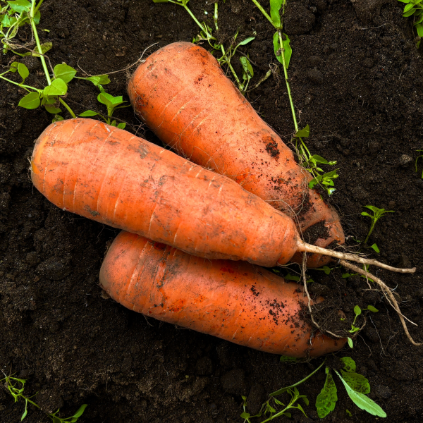 제주 구좌 당근 경남 흙 당근 2kg 국내산