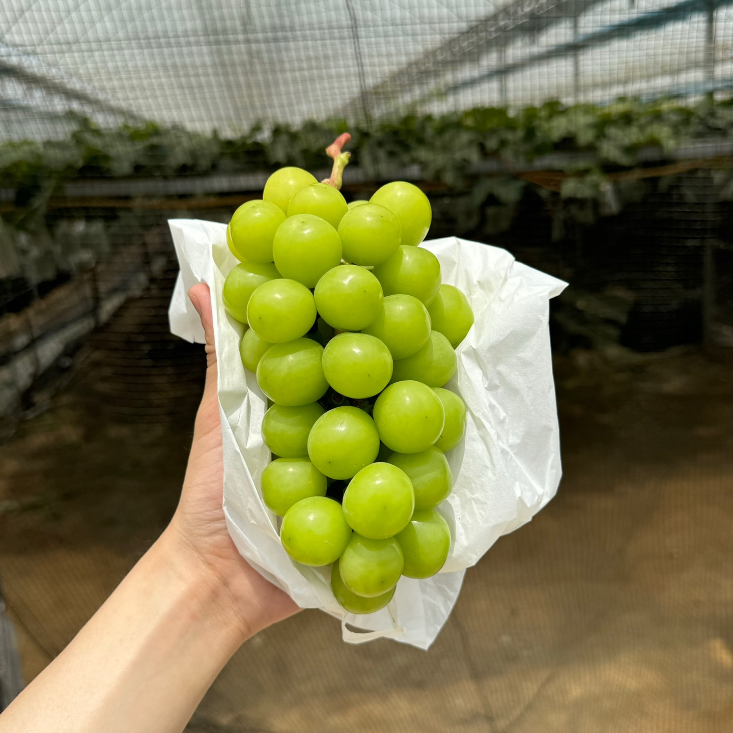 프리미엄 샤인머스켓 1kg 2kg 제철 고당도 씨없는 청포도