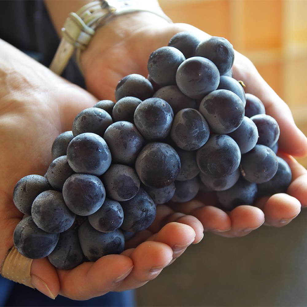 고당도 켐벨 포도 1kg 2kg 제철 산지직송 선물 세트