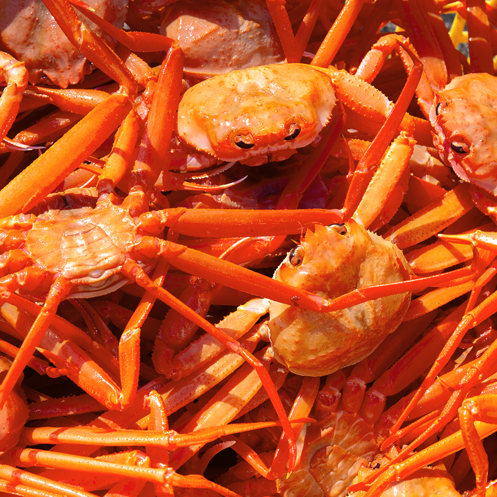 산지직송 포항 구룡포 제철 연지 홍게 대게 박달 자숙 2kg 3kg 5kg - 상품 이미지