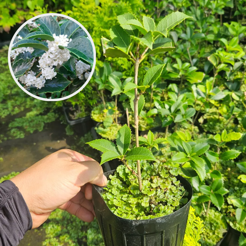 은목서 포트묘 목서나무 제품 이미지