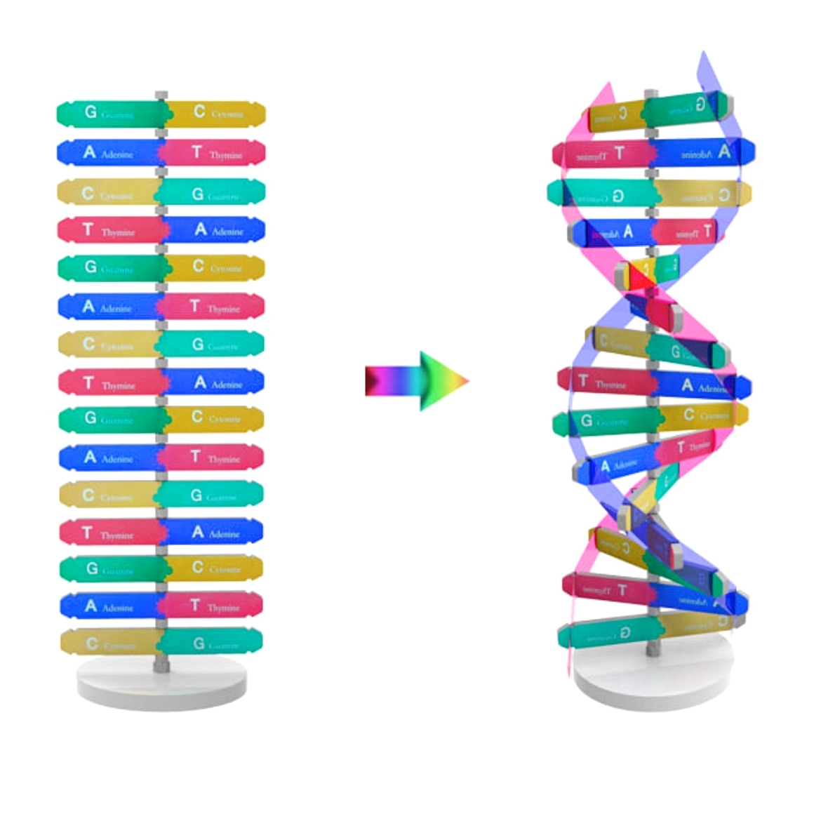 입체이중나선 DNA모형구조물만들기 3D입체DNA 생명과학수업교구 - 상품 이미지