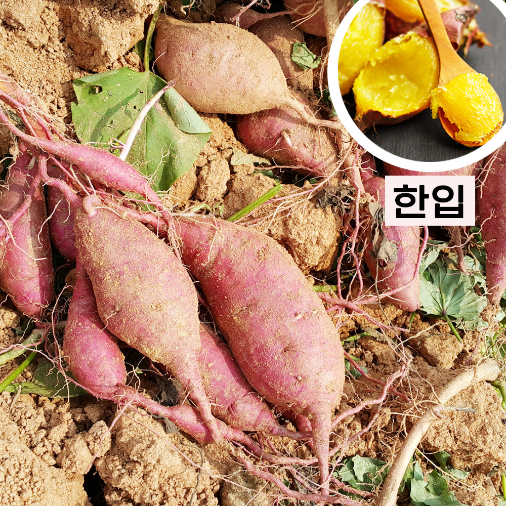 25년 햇고구마 해남 꿀 고구마 베니하루카 호박고구마 한입, 3kg, 1개