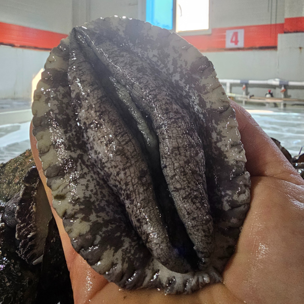 완도 전복 특대 활 전복 선물세트 1kg