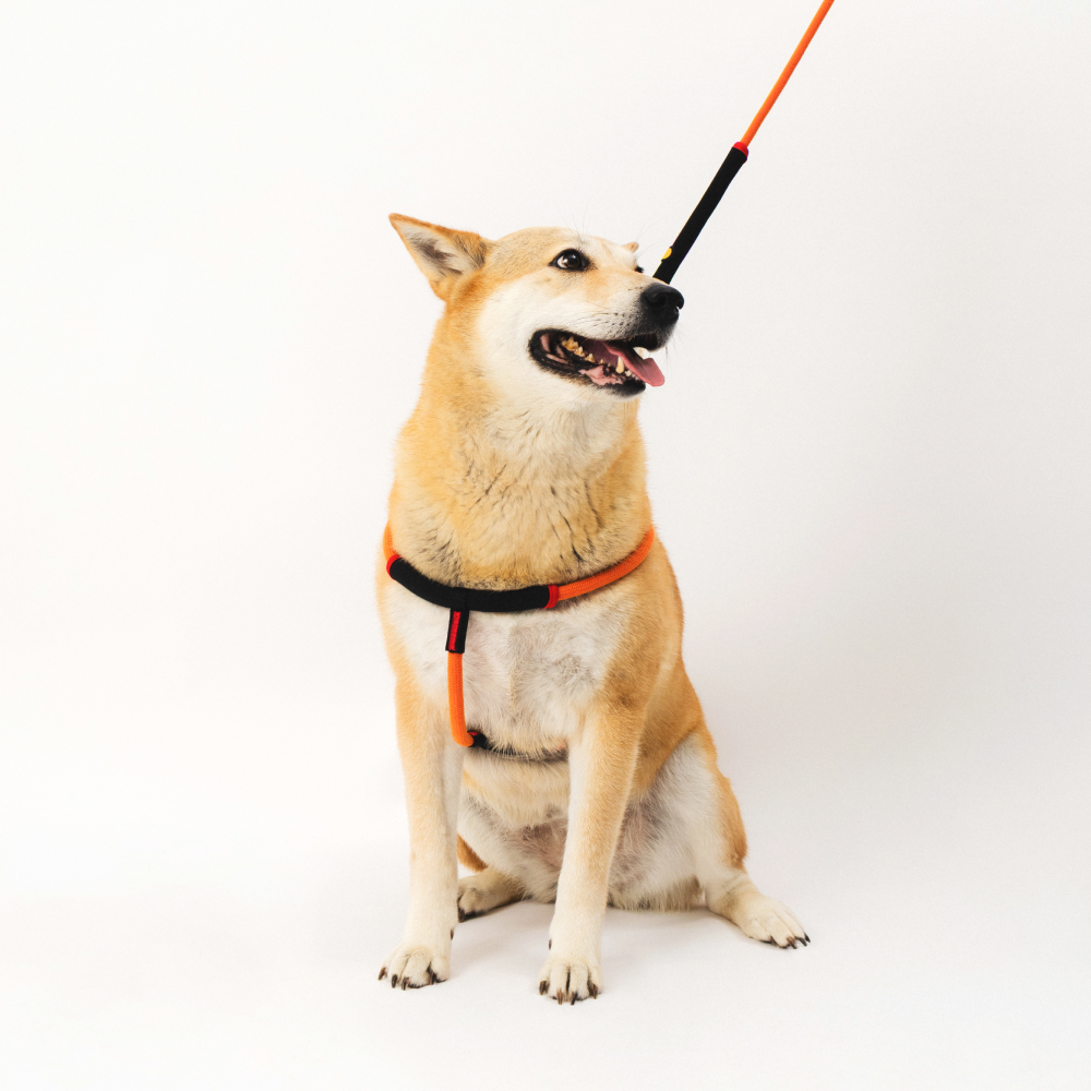 강아지 하네스 가슴줄 대형견 하네스 Y형 프레줄