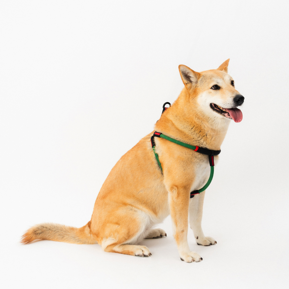 강아지 하네스 가슴줄 대형견 하네스 Y형 프레줄