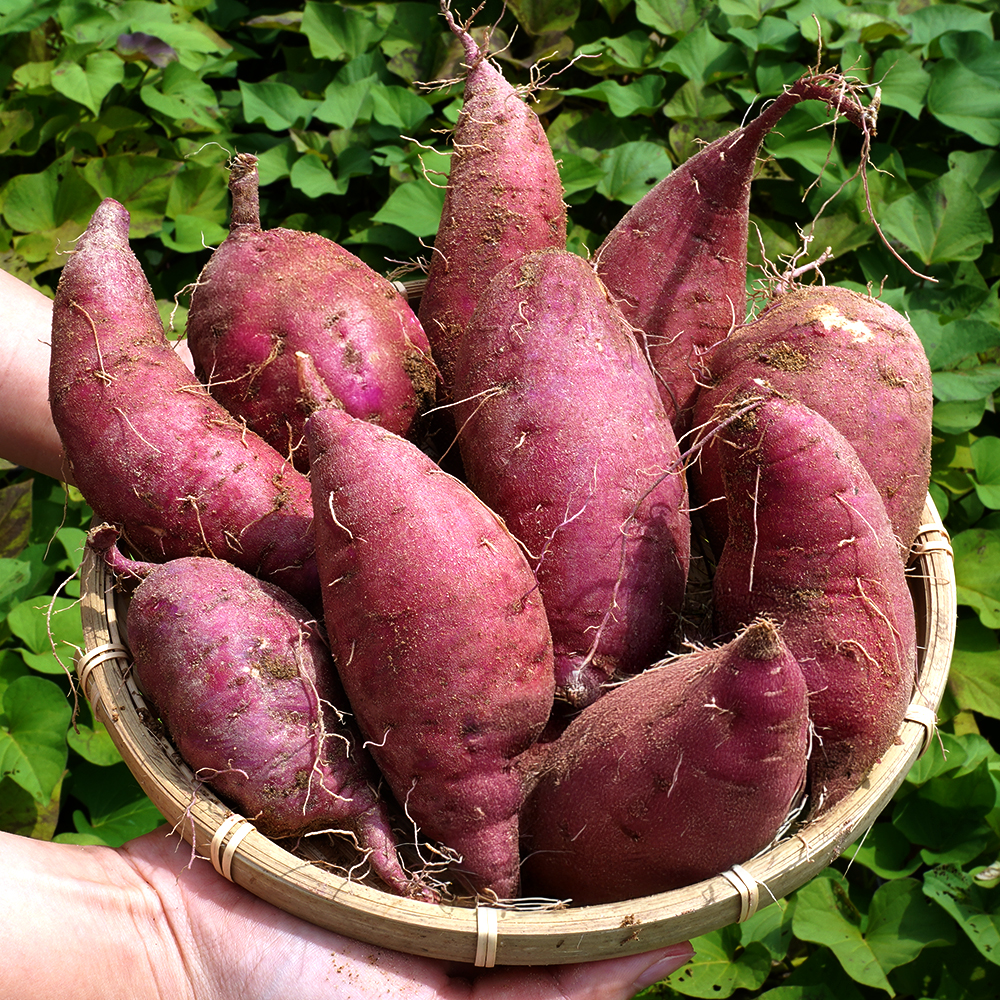 [최상품] 고구마 여주 꿀 베니하루카 밤 고구마 마사토 햇고구마 3kg 5kg 상세 이미지 3