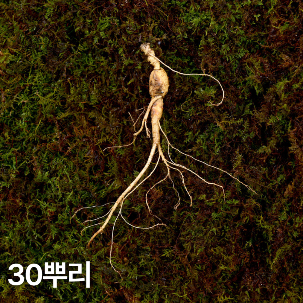 7,8년근 파삼 산양산삼 30뿌리 산양삼 장뇌삼