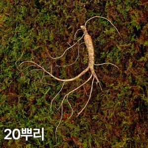 7,8년근 작은삼 산양산삼 20뿌리 산양삼 장뇌삼 맛있게 먹은 솔직 후기 - 상품 이미지 1