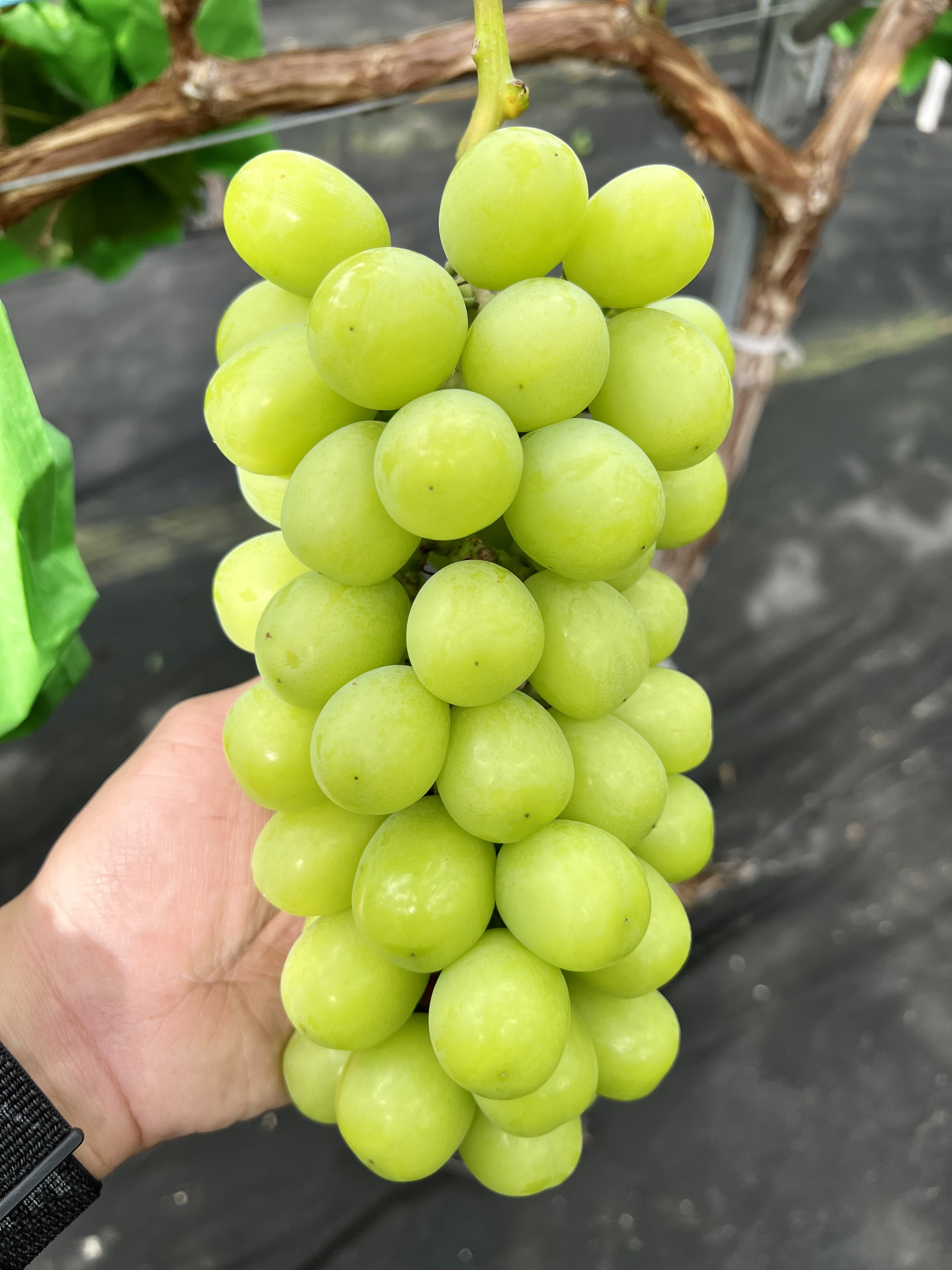 당도보장 프리미엄 샤인머스켓 1kg 망고포도 - 상품 이미지