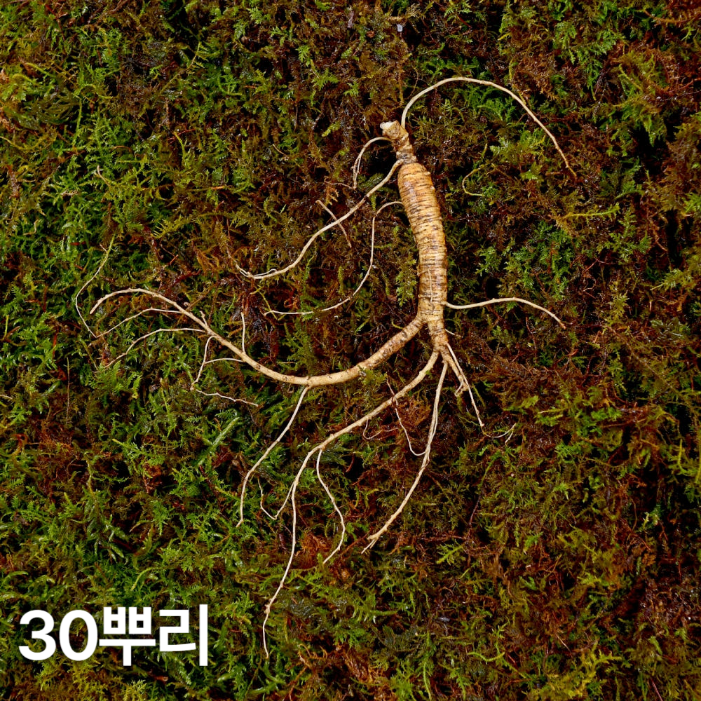 7,8년근 작은삼 산양산삼 30뿌리 산양삼 장뇌삼