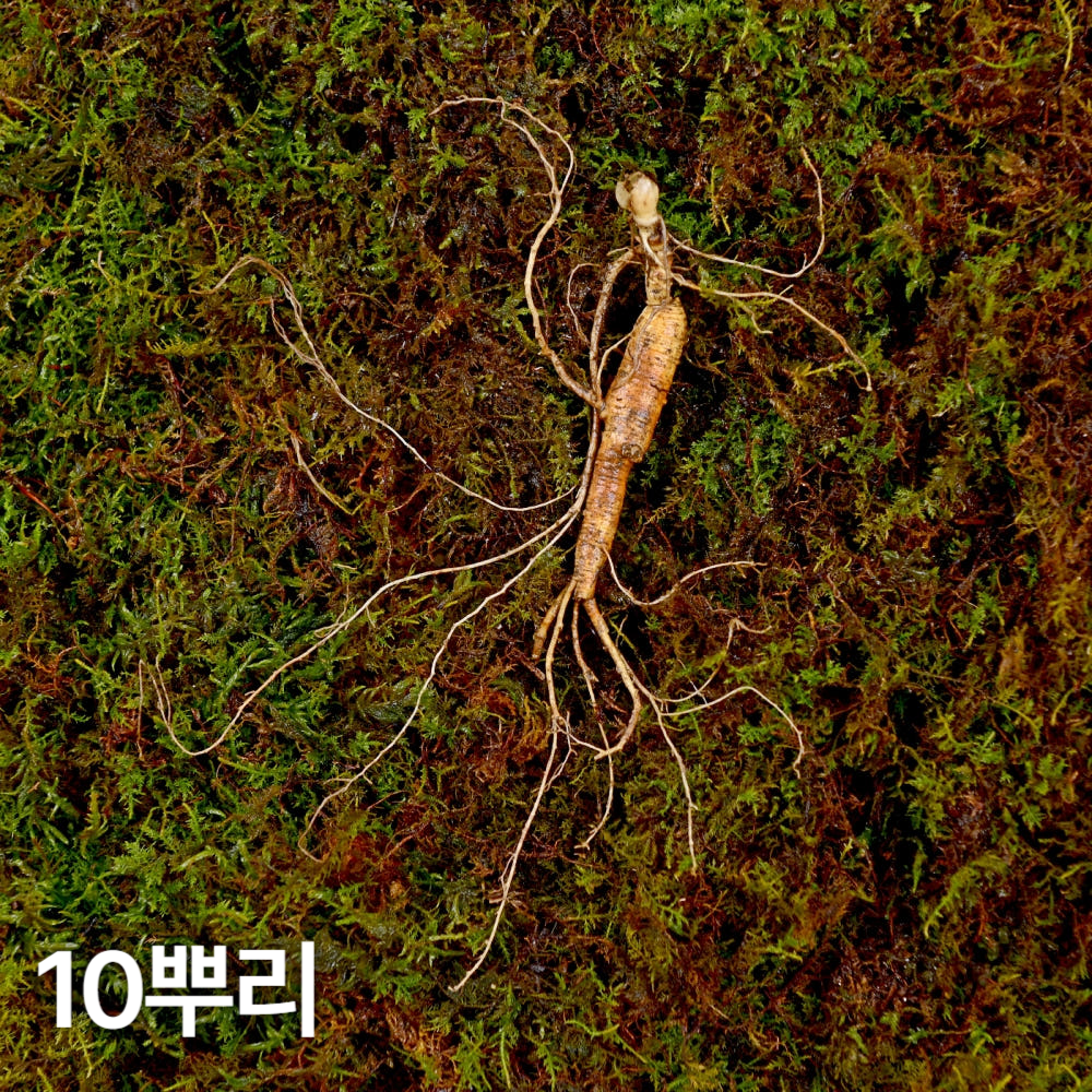 10년근 파삼 산양산삼 10뿌리 산양삼 장뇌삼