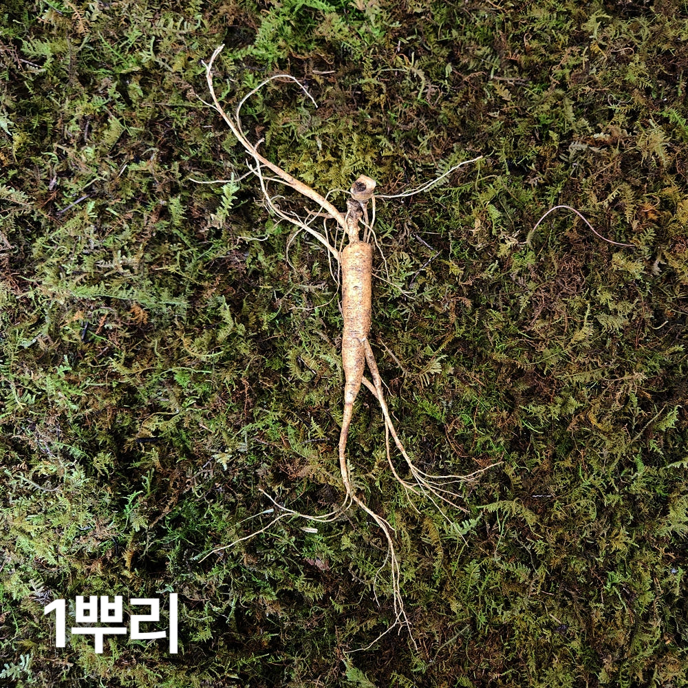 12-15년근 야생삼 파삼 1뿌리 산양산삼 산양삼 장뇌삼 장뇌산삼