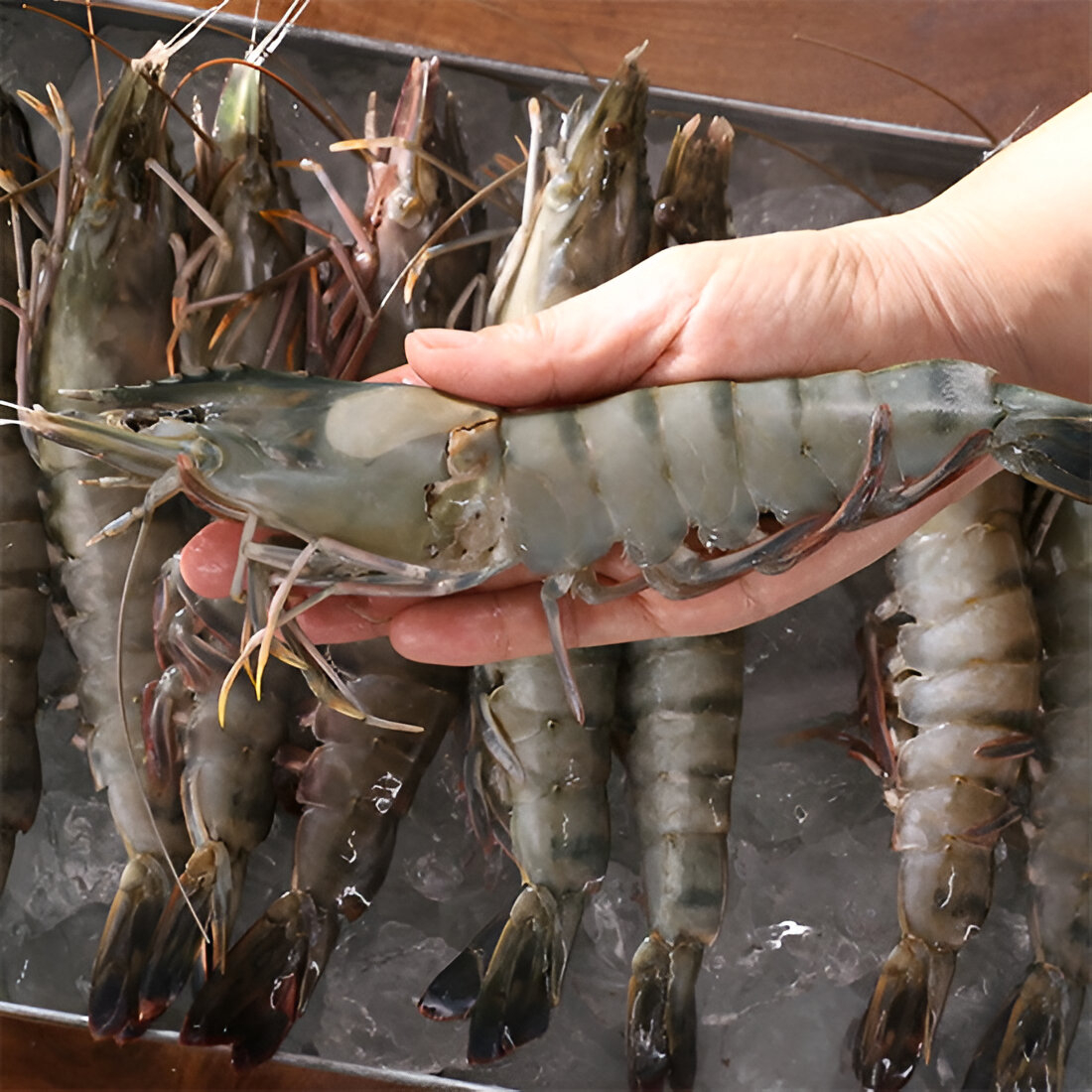 모조나인 말레이시아 냉동 블랙 타이거 새우 8미