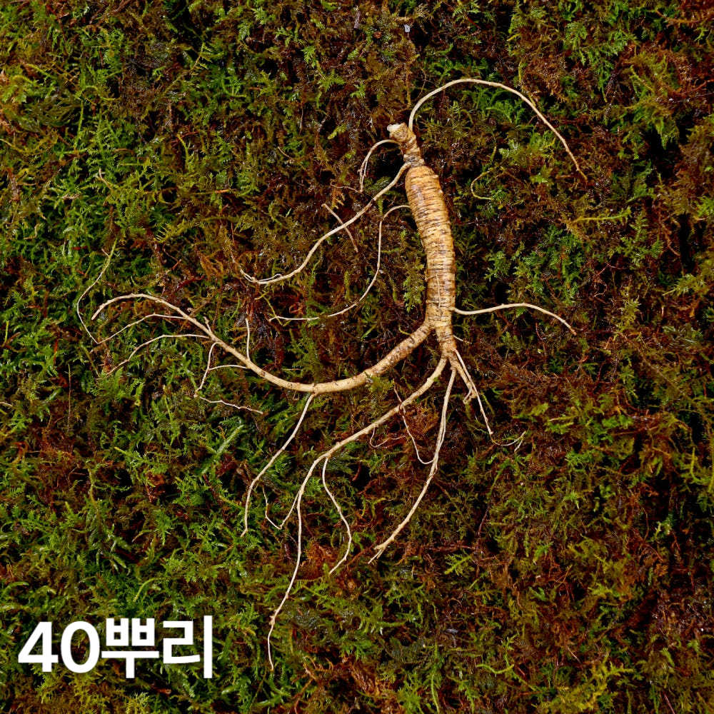 7,8년근 작은삼 산양산삼 40뿌리 산양삼 장뇌삼 - 메인 이미지