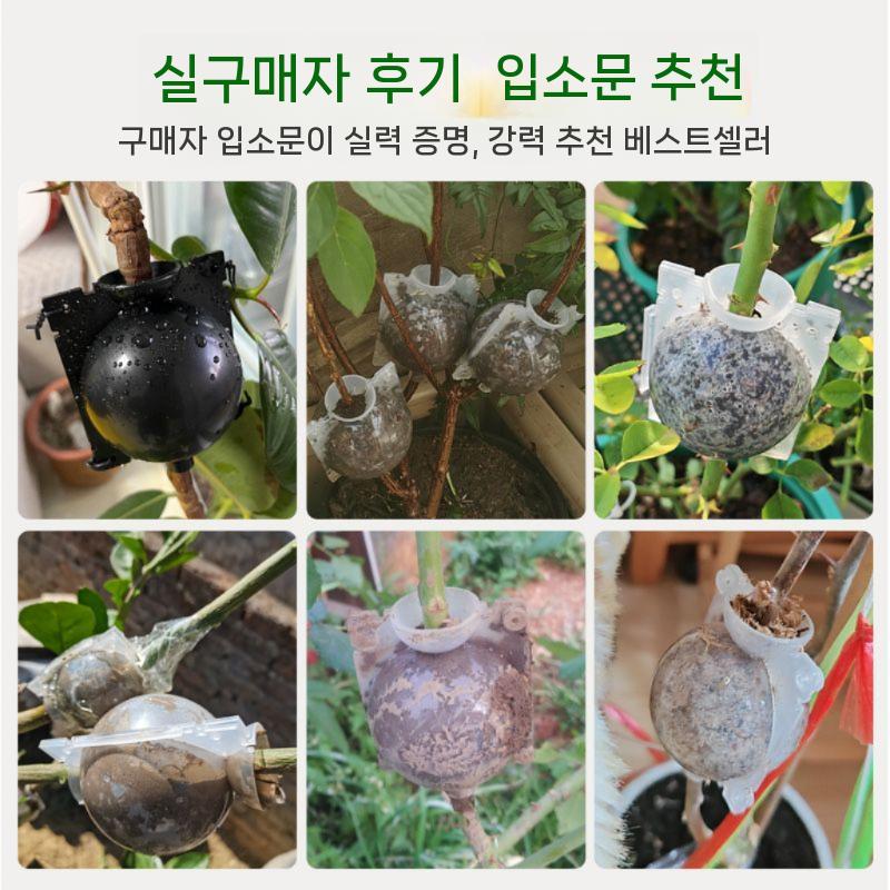 취목볼 루팅볼 식물번식 100개 배양 취목 케이스 투명 받기 중형 투명 트럼펫(1개) - 상세 이미지 5