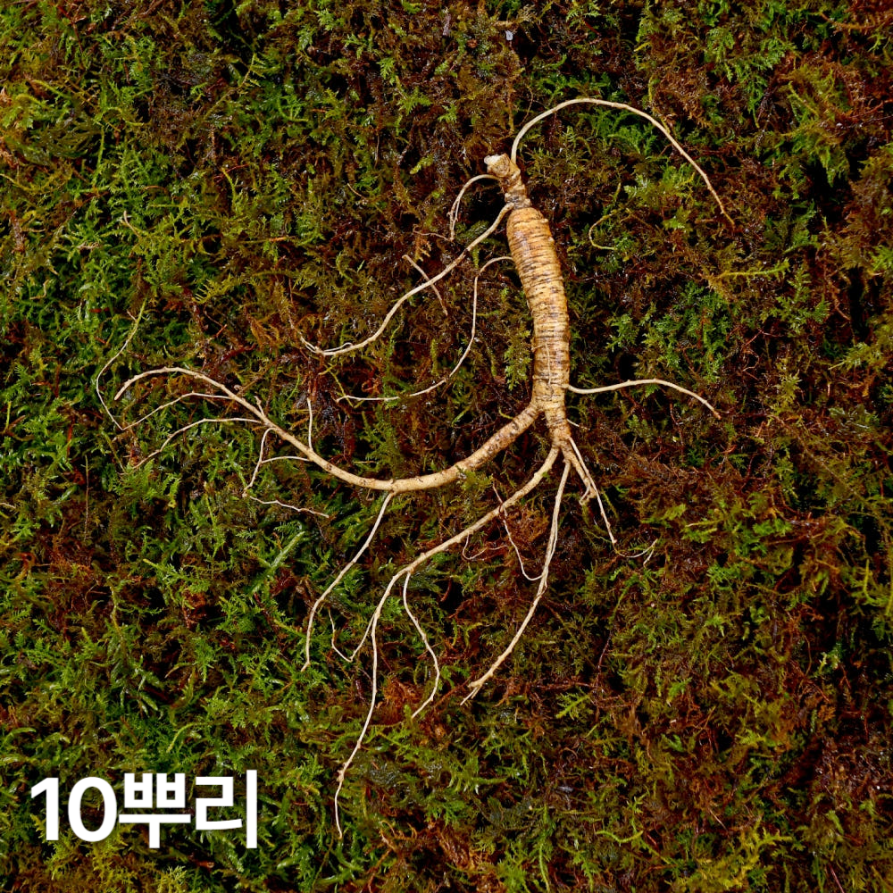 7,8년근 작은삼 산양산삼 10뿌리 산양삼 장뇌삼 장뇌산삼