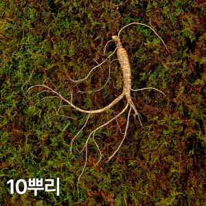 7,8년근 작은삼 산양산삼 10뿌리 산양삼 장뇌삼 장뇌산삼 맛있게 먹은 솔직 후기 - 상품 이미지 1