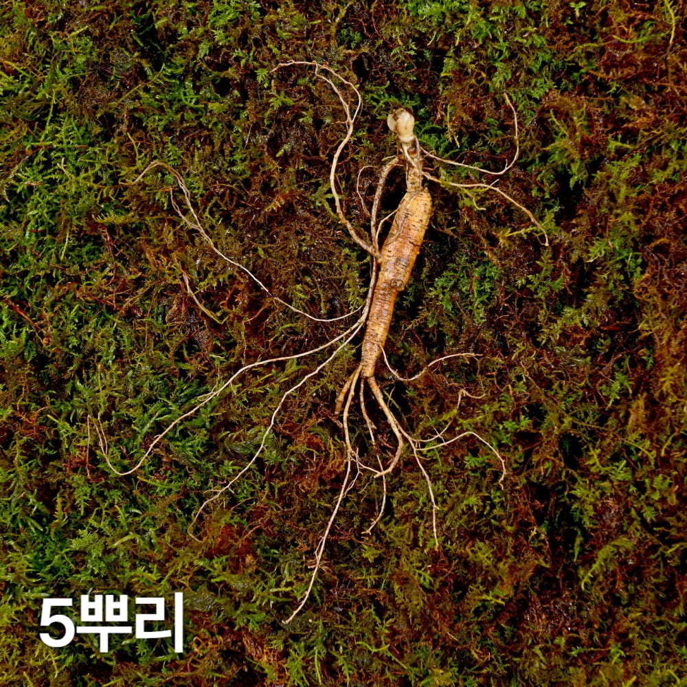 10년근 파삼 산양산삼 5뿌리 산양삼 장뇌삼 장뇌산삼