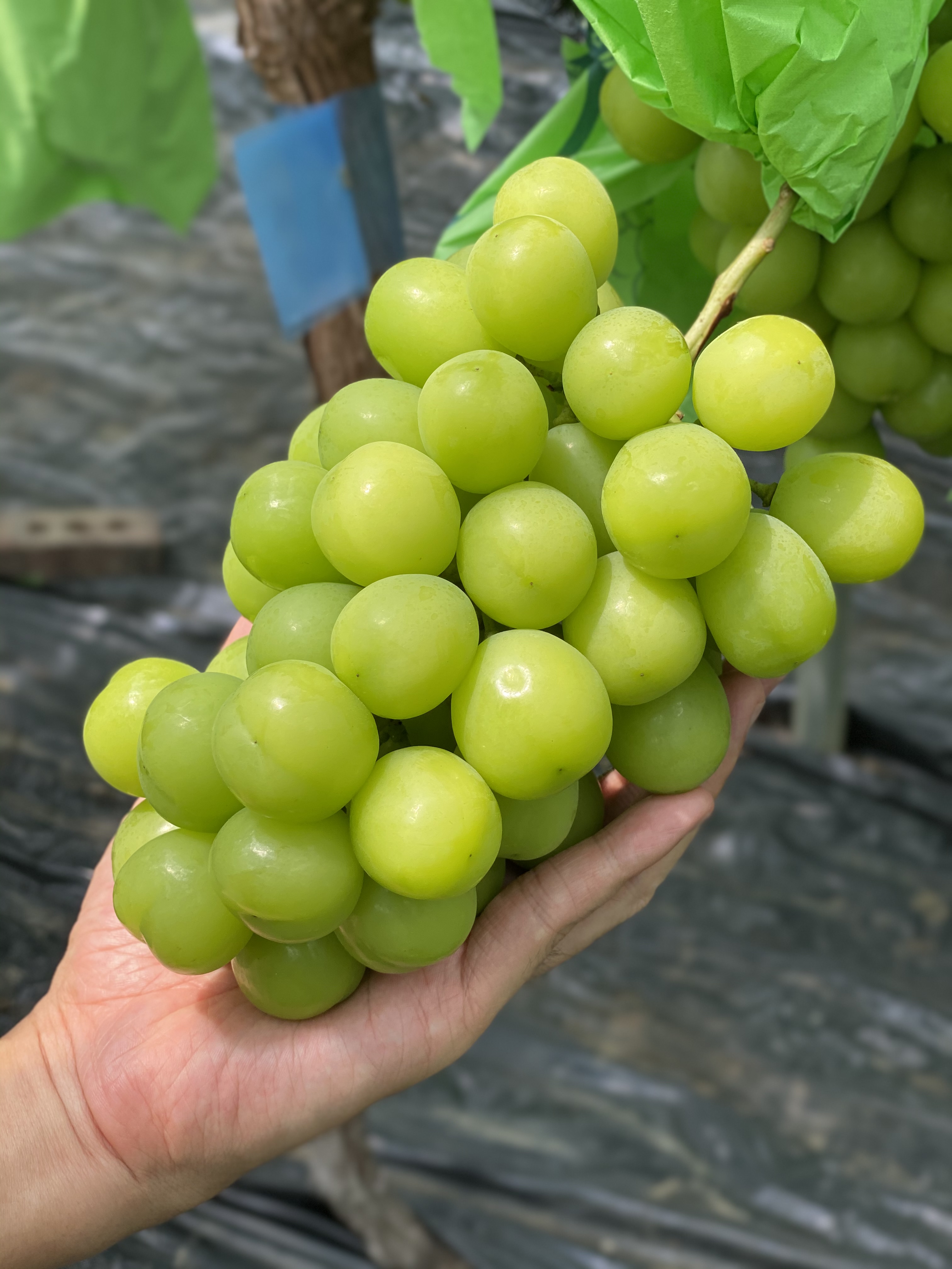 당도보장 프리미엄 샤인머스켓 1kg 망고포도 - 상세 이미지 5