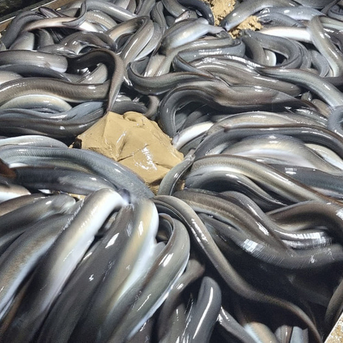 자포니카 민물 장어 1kg 2미 손질 후 무게 650~750g 내외 - 상세 이미지 5