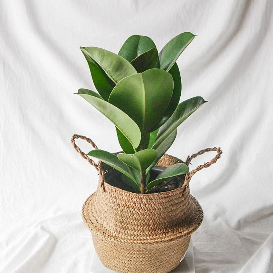 거실화초 가정에서 키우기 쉬운 실내공기정화 식물 현관에두면 좋은식물 책상위 베란다 몬스테라