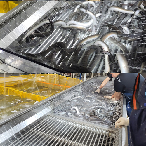 자포니카 민물 장어 1kg 2미 손질 후 무게 650~750g 내외 이미지 6