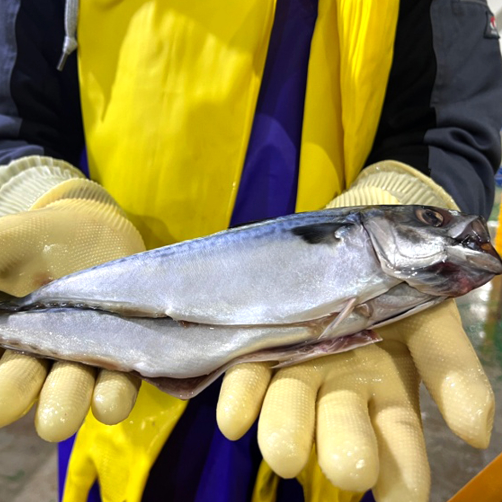 자연가득 부산 다대포 진공포장 자반 고등어 특대 2미 손질후 900g-1.1kg - 상세 이미지 2