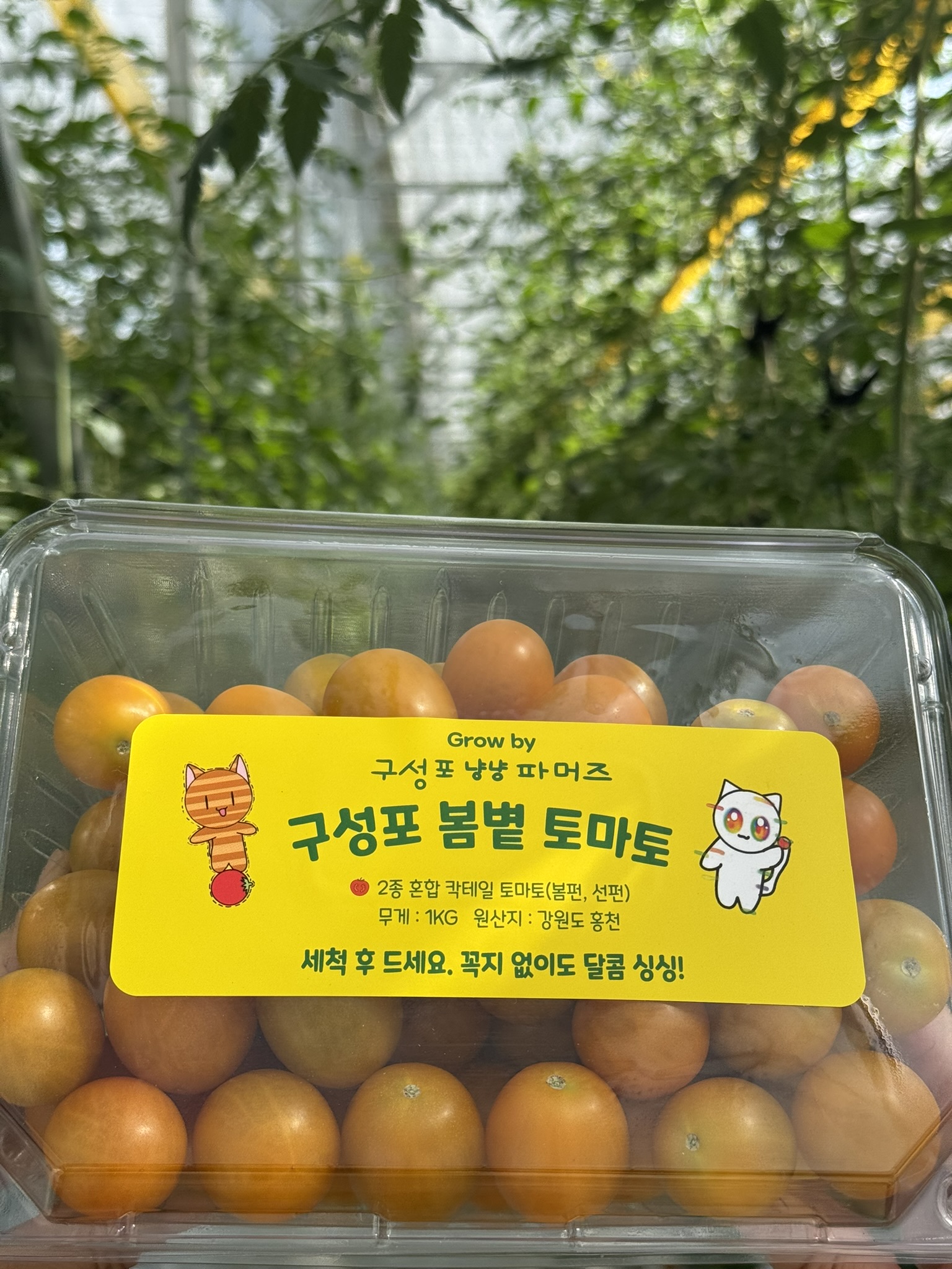 프리미엄 구성포 방울 토마토 2kg 4kg 단일 4색 혼합 선택 가능 - 상세 이미지 3