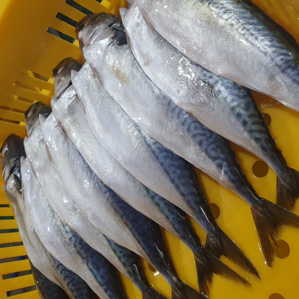 자연가득 부산 다대포 진공포장 자반 고등어 대 10미 손질후 미당 310-370g - 상품 이미지