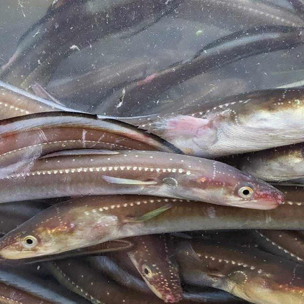 자연가득 당일어획 자연산 아나고회 400g 초장포함 - 상세 이미지 2