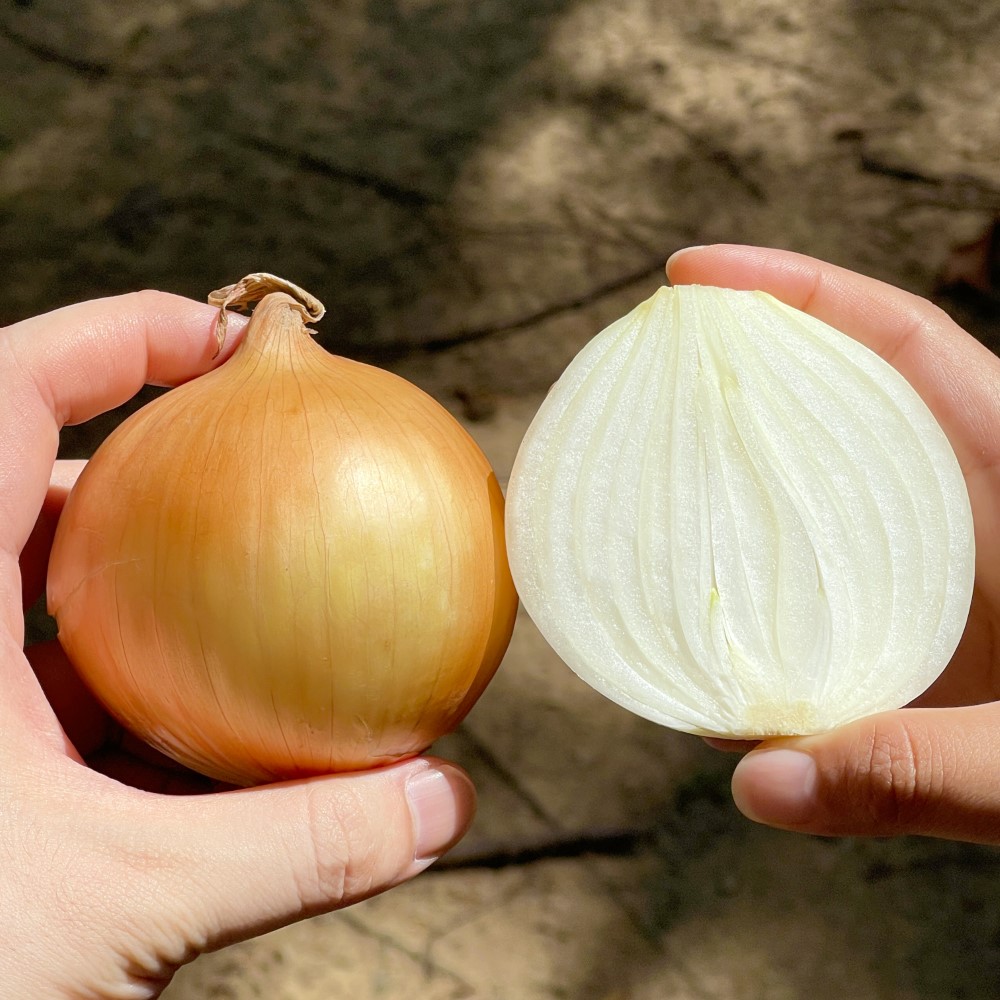 25년 수확 국내산 제철 무안 햇 양파 3kg 5kg 10kg - 상세 이미지 2