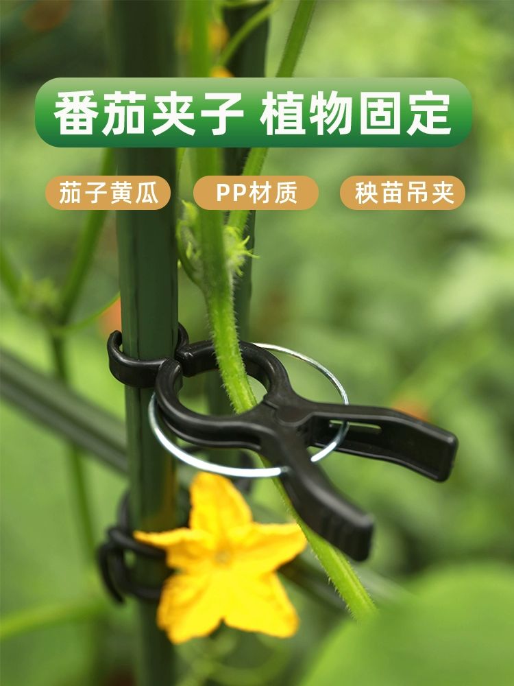 넝쿨 집게 줄기 고정 오이 식물 포도 지지대 클립 고추 11mm 10개 8~16mm A 대 - 상세 이미지 2