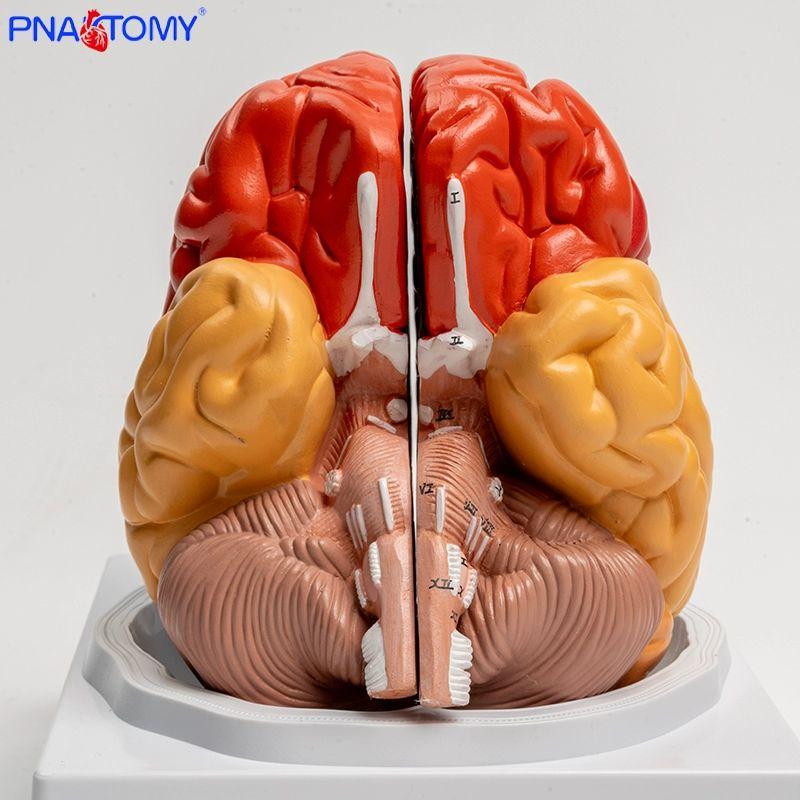 뇌단면모형 해부학모형 교육용 뇌혈관 해부 해골 뇌구조 교구 동맥 머리 두뇌 분리 인간 단일 항목 - 상세 이미지 5