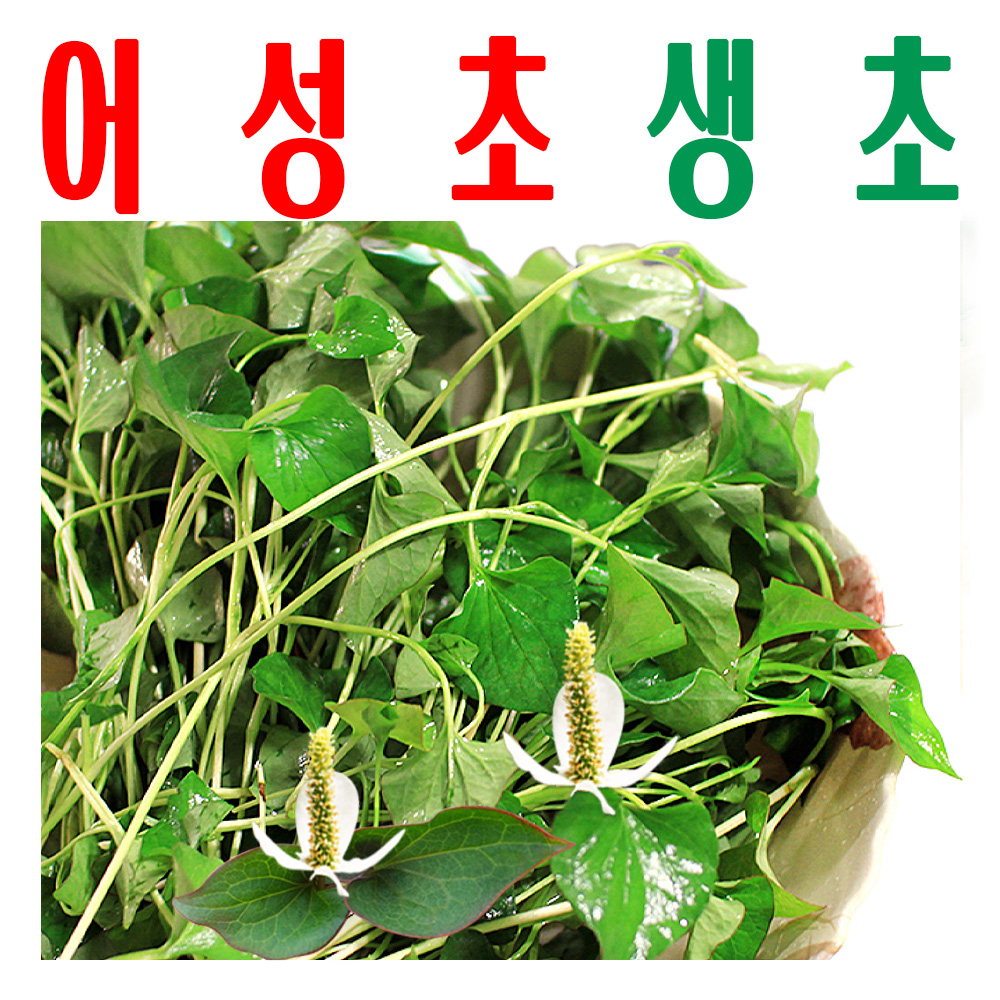 어성초생초/ 잎 줄기/ 170m 지하수 깨끗한 재배 약모밀/ 미산약초/ 어성초생초1Kg - 상품 이미지