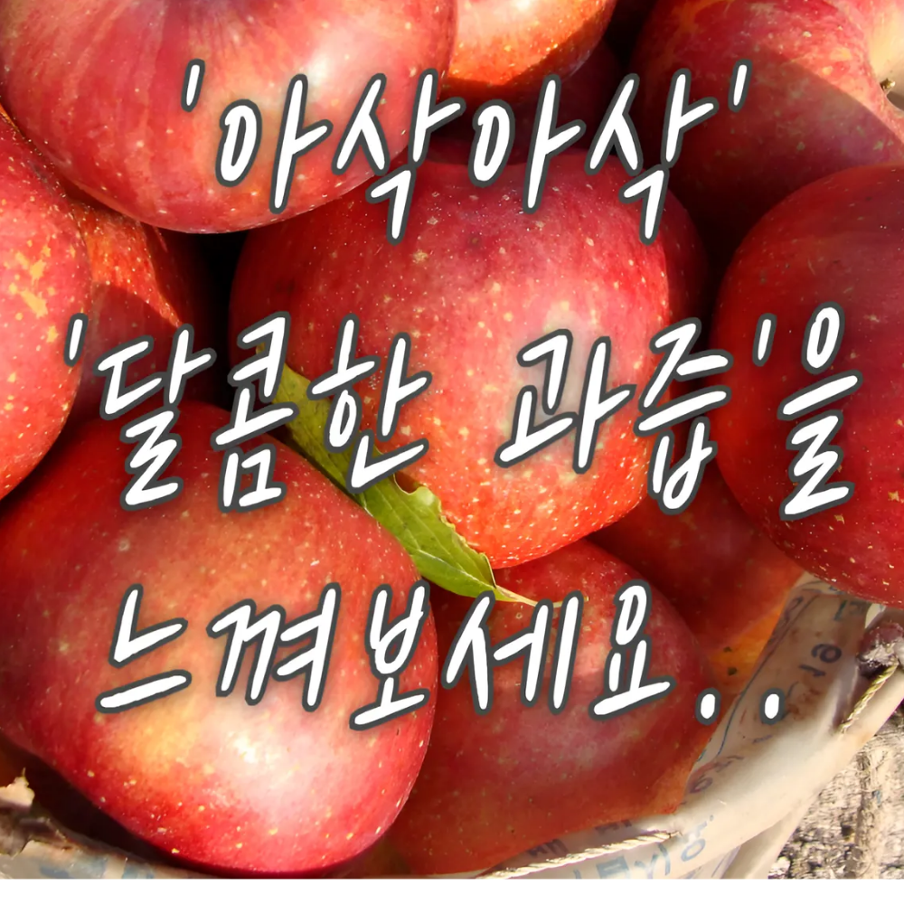 껍질째먹는 홍로 꿀사과 추석선물세트 못난이 햇 고당도 빨간 사과 2kg 3kg 5kg - 상세 이미지 3