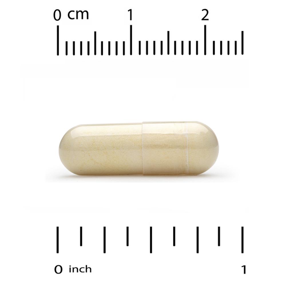 CGN 피크노제놀 프랑스 해송 소나무 껍질 추출물 올리고핀 100mg Pycnogenol 60정 - 상세 이미지 3