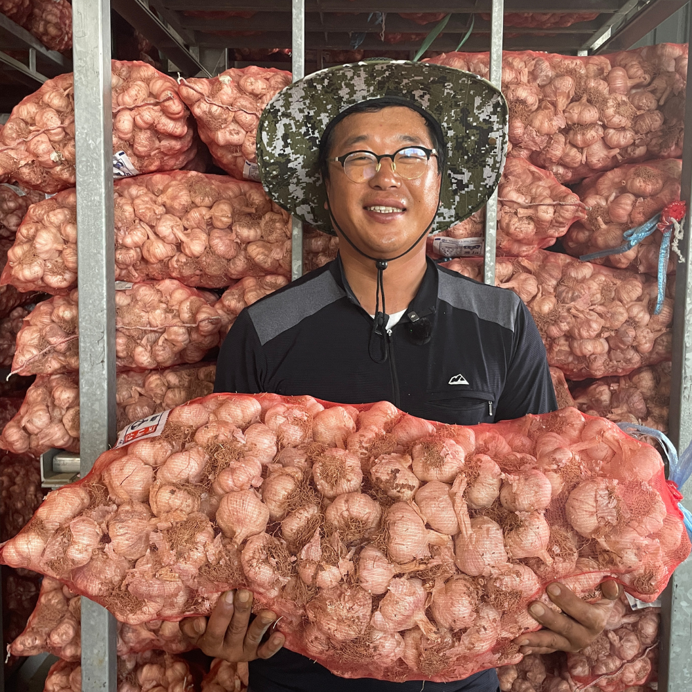 산지한입 통마늘 햇마늘 25년 한접 반접 육쪽 종자 씨마늘 장아찌용 중, 500g, 1개 - 상세 이미지 5