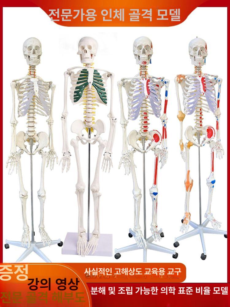해부학적 인체 모형 교육용 모델 뼈 실습 해골 45cm 미니형 소골격 - 상세 이미지 2