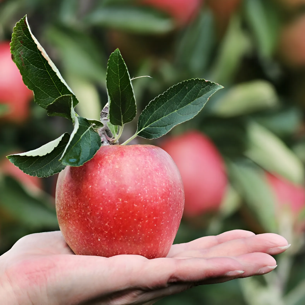 껍질째먹는 홍로 꿀사과 추석선물세트 못난이 햇 고당도 빨간 사과 2kg 3kg 5kg - 상세 이미지 4