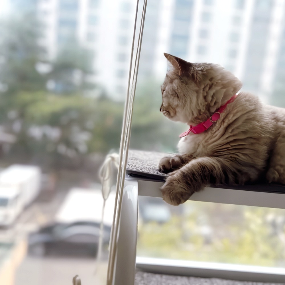캣티오 미니 고양이 창문 선반 해먹 테라스 고양이캐노피 창틀 캣타워 - 상세 이미지 4