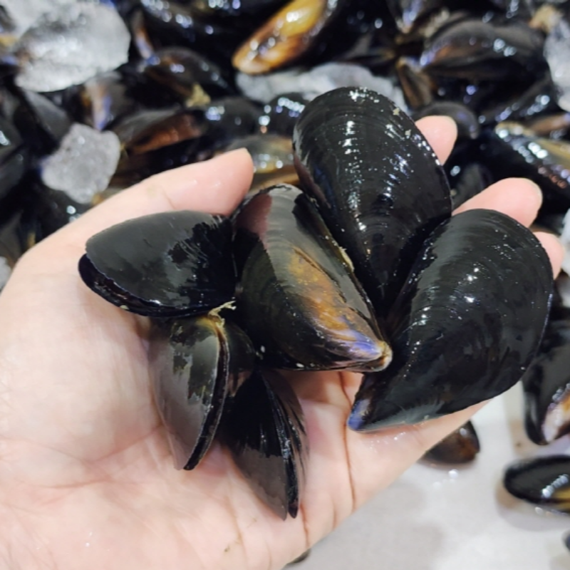 자연가득 당일채취 통통 다듬이 홍합 1-4kg - 상세 이미지 2