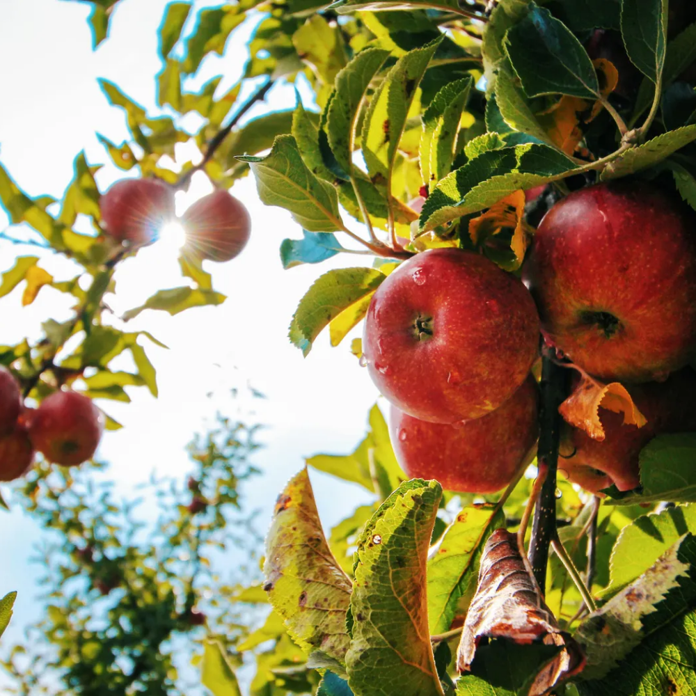 껍질째먹는 홍로 꿀사과 추석선물세트 못난이 햇 고당도 빨간 사과 2kg 3kg 5kg - 상세 이미지 2