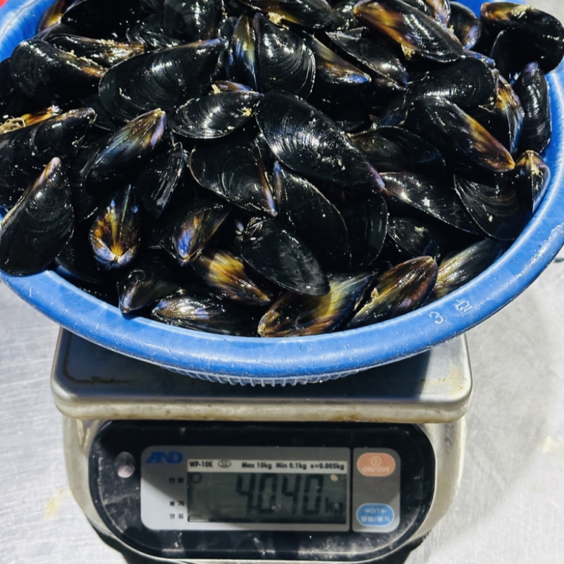 자연가득 당일채취 통통 다듬이 홍합 1-4kg - 상세 이미지 5