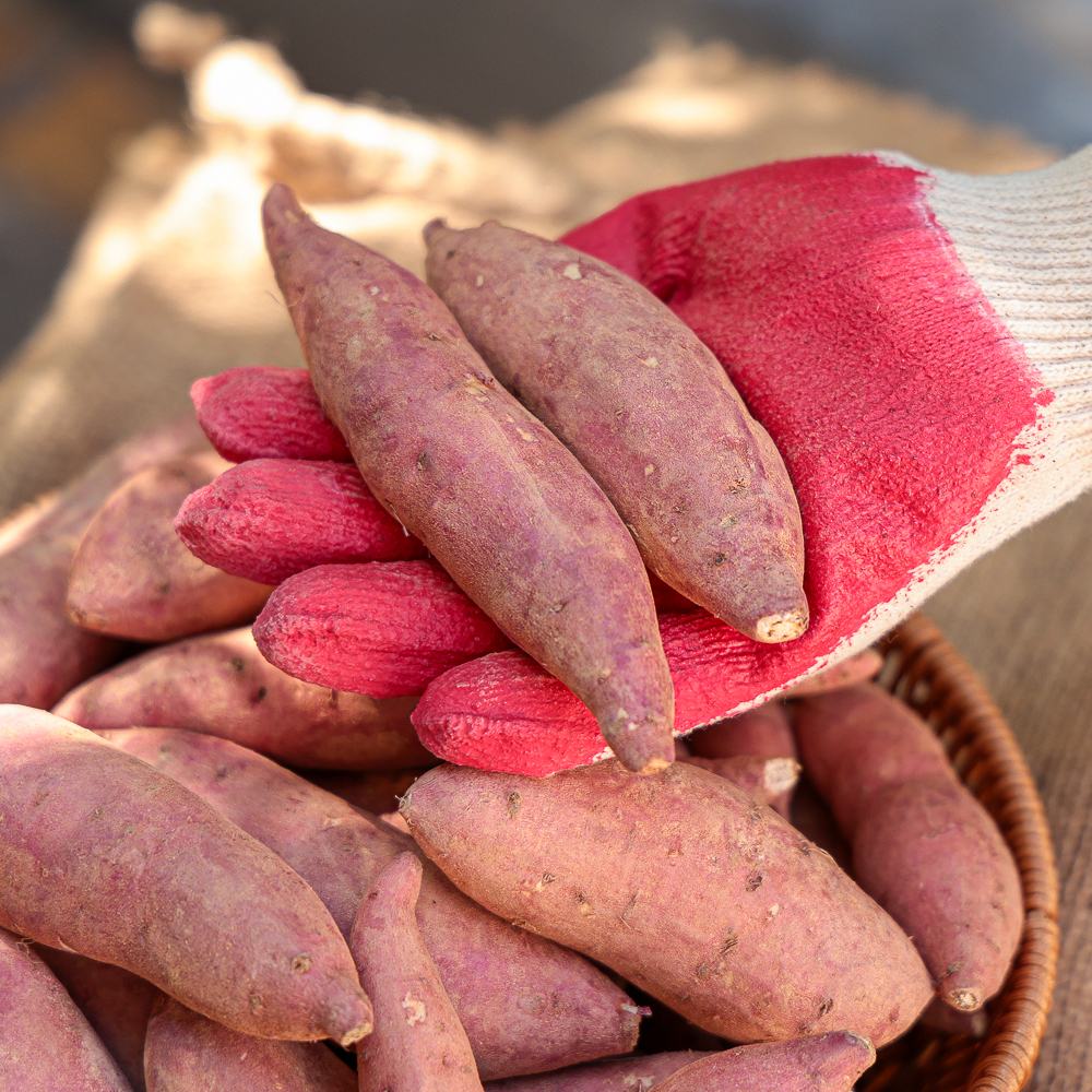 밤고구마 햇 해남 진율미 한입 소과 3kg 5kg