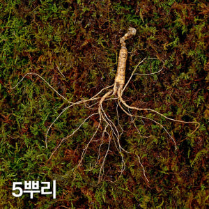 10년근 작은삼 산양산삼 5뿌리 산양삼 장뇌삼 장뇌산삼 맛있게 먹은 솔직 후기 - 상품 이미지 1