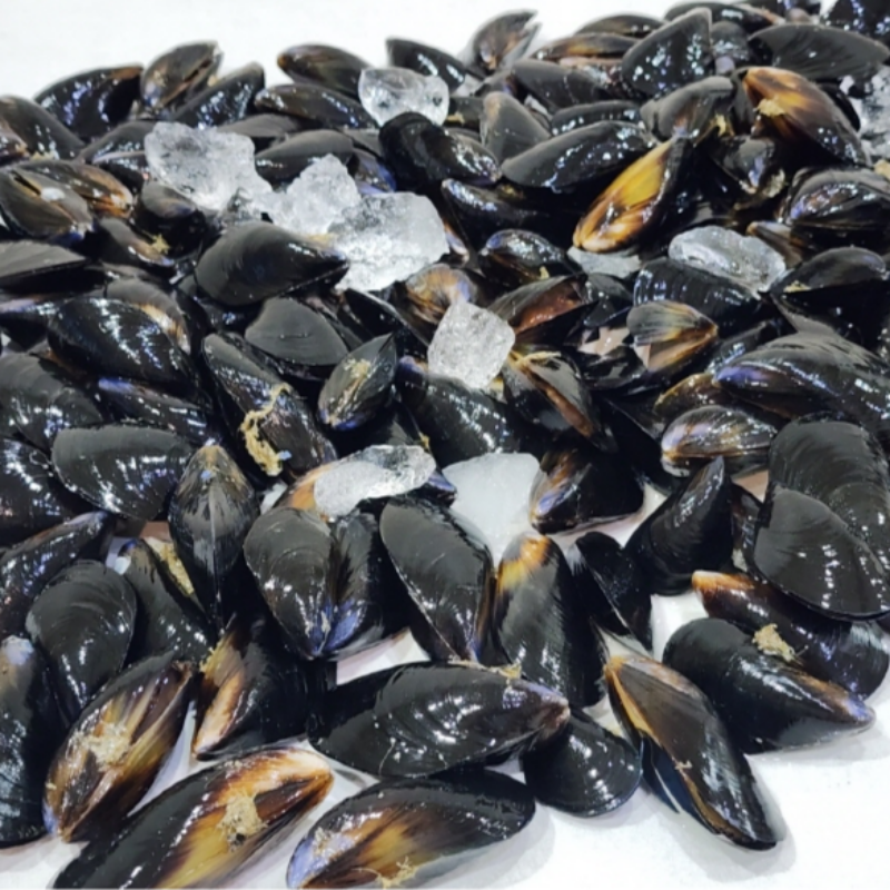 자연가득 당일채취 통통 다듬이 홍합 1-4kg - 상품 이미지